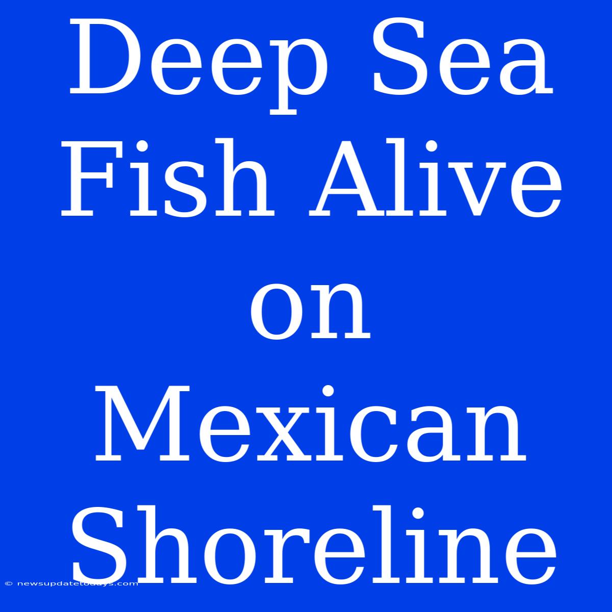 Deep Sea Fish Alive On Mexican Shoreline