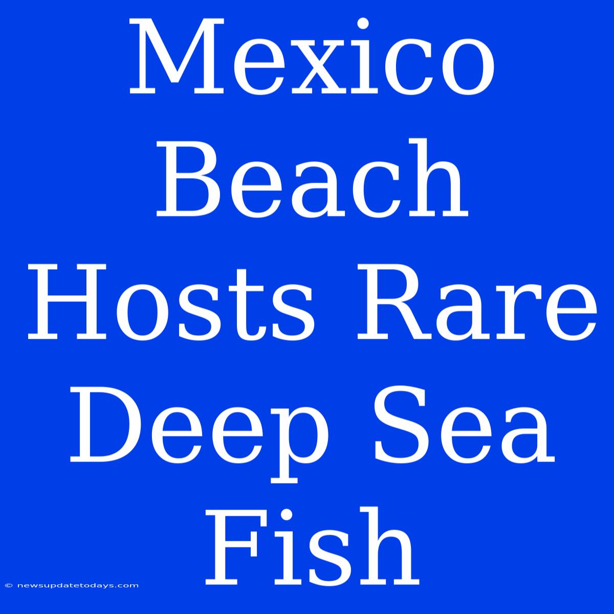 Mexico Beach Hosts Rare Deep Sea Fish