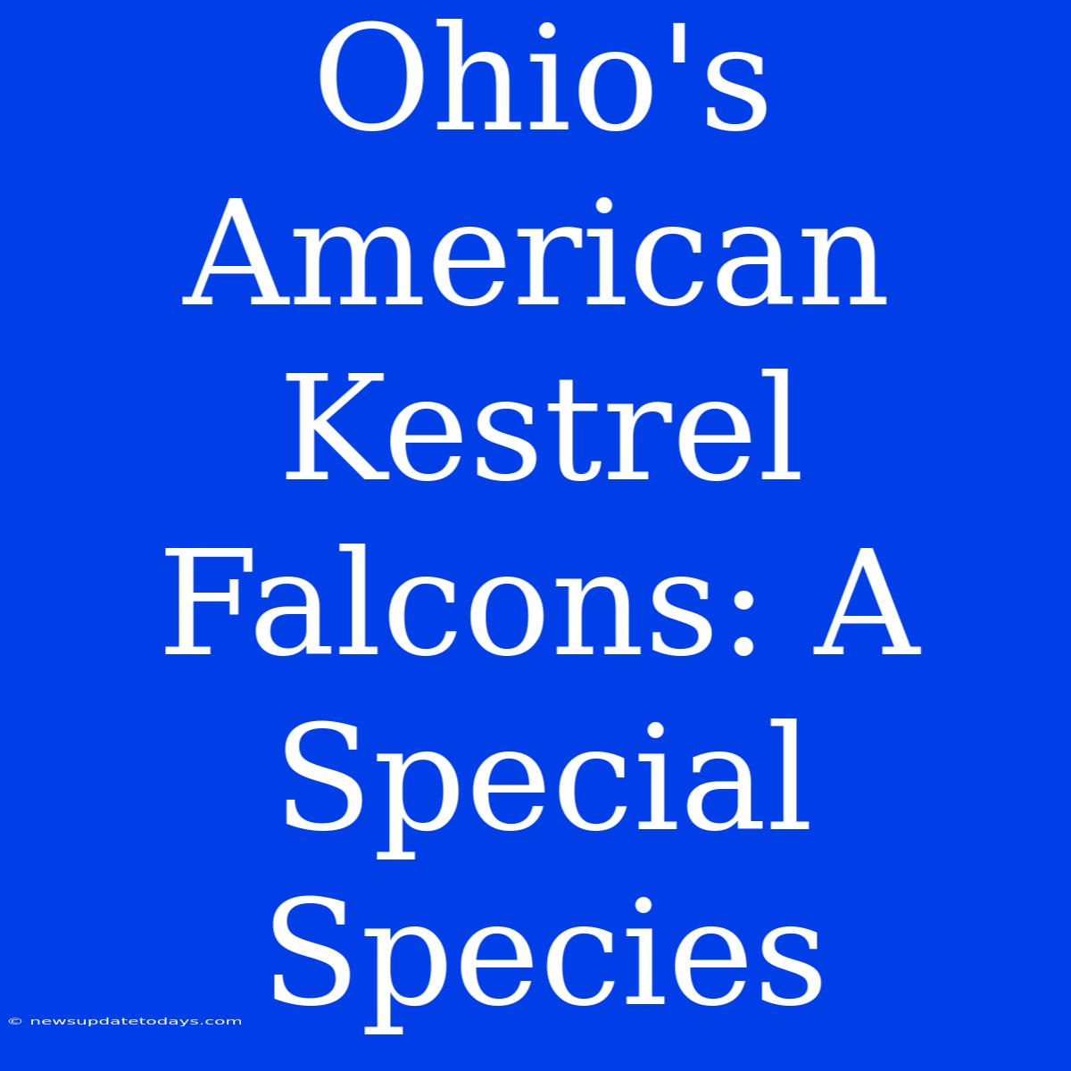 Ohio's American Kestrel Falcons: A Special Species